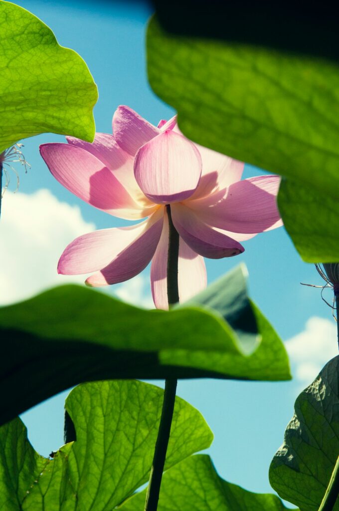 selective-focus-photography-of-pink-lotus-flower-vwqfut0ki7k